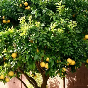 *** Pensjonat Lemon Tree Chorwacja